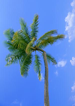 千葉県市川市に位置する東横INN西船橋原木インター：快適なビジネスと観光の拠点